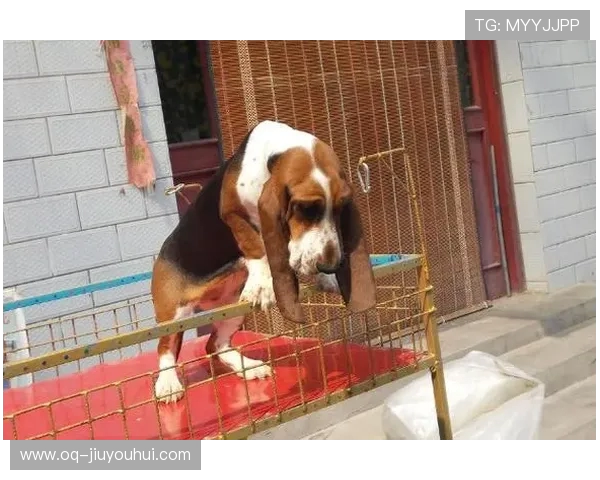 全方位掌握猛兽足球技巧大全的全面高效训练实战应用综合策略指南